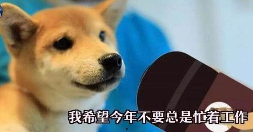 一个狗狗最新爆料视频在线观看,揭秘宠物界的秘密生活 第2张 一个狗狗最新爆料视频在线观看,揭秘宠物界的秘密生活 第2张